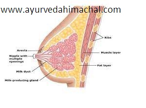 Arogyam Pure Herbs Breast Uplifting Kit 17040070638