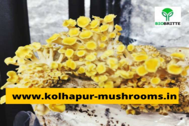 Buy A Mushroom Kit In Pune 3804450