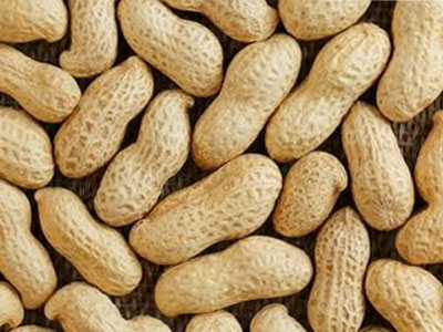 Peanut Exporter And Supplier India   Dhanraj Enterprise 17363137238