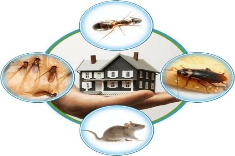 Pest Control In Hyderabad 16292718859